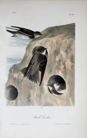 John James Audubon (American, 1785-1851), Pl 50 - Bank Swallow