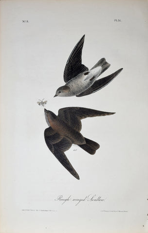 John James Audubon (American, 1785-1851), Pl 51 - Rough-winged Swallow