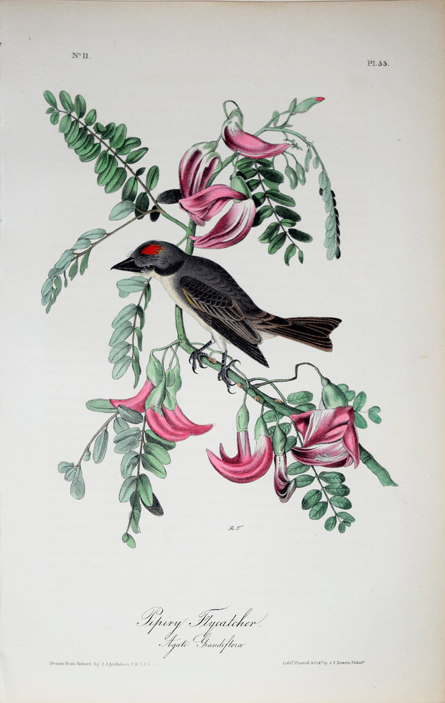 【リトグラフ】オーデュボン「アメリカの鳥類」NO.55 PL.271 単葉 初版 Pl_55_-