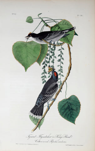 John James Audubon (American, 1785-1851), Pl 56 - Tyrant Flycatcher or King Bird