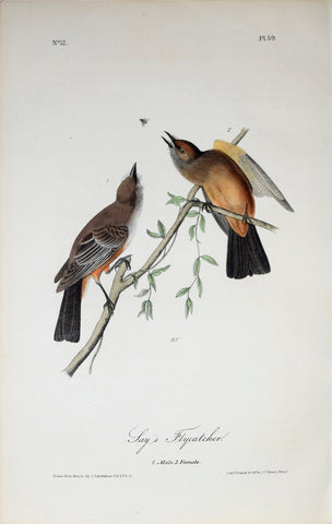 John James Audubon (American, 1785-1851), Pl 59 - Jay's Flycatcher