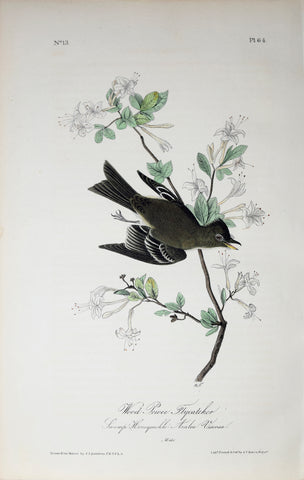 John James Audubon (American, 1785-1851), Pl 64 - Wood Pewee Flycatcher