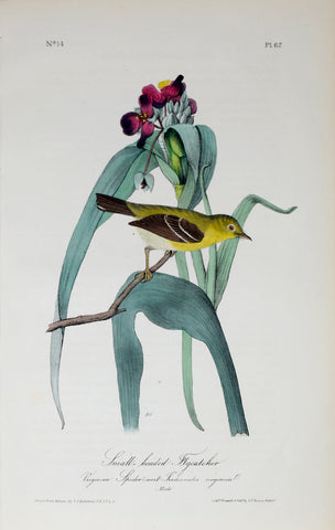 John James Audubon (American, 1785-1851), Pl 67 - Small-headed Flycatcher