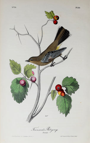 John James Audubon (American, 1785-1851), Pl 69 - Townsend's Ptilogonys