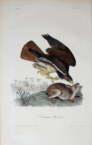 John James Audubon (American, 1785-1851), Pl 6 - Common Buzzard