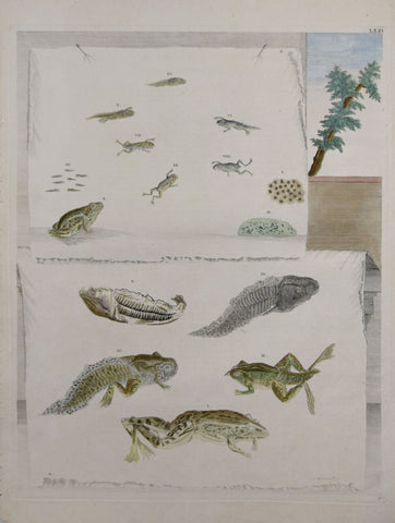 Maria Sibylla Merian (1647-1717), Plate 71