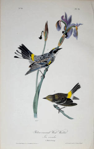 John James Audubon (American, 1785-1851), Pl 76 - Yellow-crowned Wood-Warbler