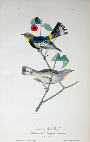 John James Audubon (American, 1785-1851), Pl 77 - Audubon's Wood-Warbler