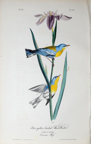John James Audubon (American, 1785-1851), Pl 91 - Blue yellow-backed Wood-Warbler