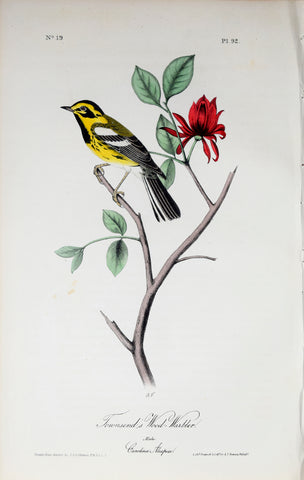 John James Audubon (American, 1785-1851), Pl 92 - Townsend's Wood-Warbler
