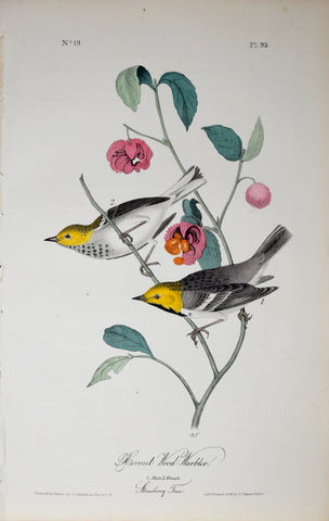John James Audubon (American, 1785-1851), Pl 93 - Hermit Wood-Warbler