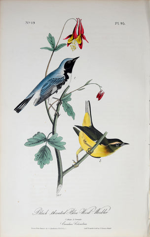 John James Audubon (American, 1785-1851), Pl 95 - Black-throated Blue Wood-Warbler