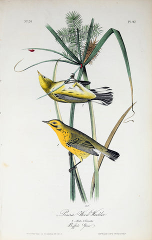 John James Audubon (American, 1785-1851), Pl 97 - Prairie Wood-Warbler