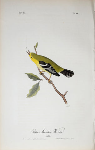 John James Audubon (American, 1785-1851), Pl 98 - Blue Mountain Warbler