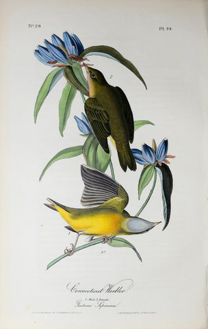 John James Audubon (American, 1785-1851), Pl 99 - Connecticut Warbler