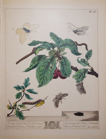 Moses Harris (1730-1788), Pl. IX