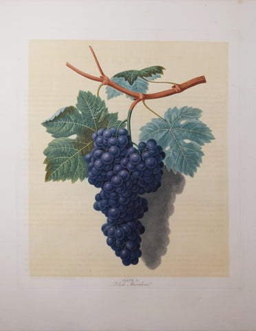 George Brookshaw (1751-1823), Black Muscadine, Pl L