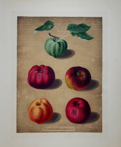 George Brookshaw (1751-1823), Pl XCII