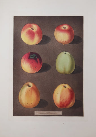 George Brookshaw (1751-1823), Pl XC