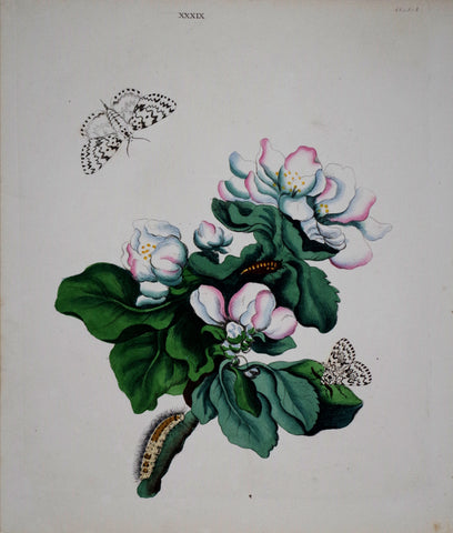 Benjamin Wilkes (died 1749), Pl XXXIX