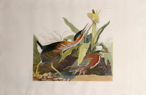 John James Audubon (1785-1851), Plate CCCXXXIII Green Heron