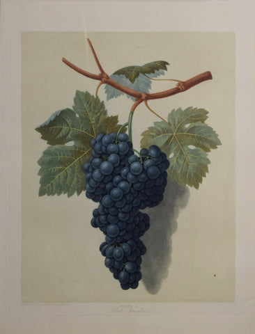 George Brookshaw (1751-1823), Black Muscadine, Plate I