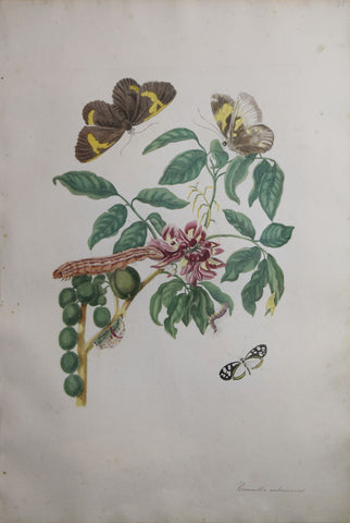 ﻿Maria Sibylla Merian (1647-1717), Sophora, Plate 35