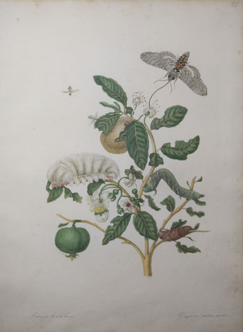 Maria Sibylla Merian, The White Guava, Plate 57