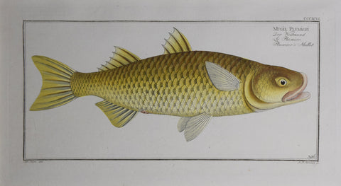 Marcus Elieser Bloch (1723-1799), Plate CCCXCVI Plumier's Mullet