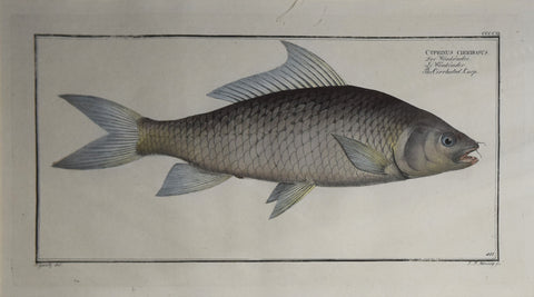 Marcus Elieser Bloch (1723-1799), Plate CCCXI The Cirrhated-Carp