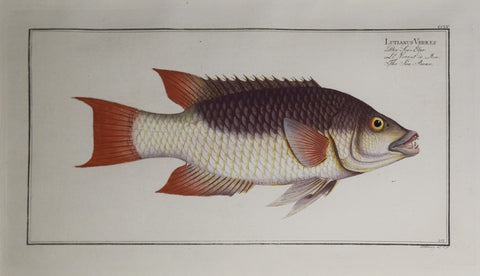 Marcus Elieser Bloch (1723-1799), Plate CCLV The Sea-Boar