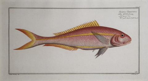 Marcus Elieser Bloch (1723-1799), SPARUS CHRYSURUS (Gold-tailed Gilt Head), Pl CCLXII