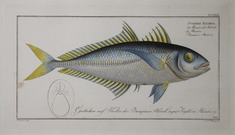 Marcus Elieser Bloch (1723-1799), Plate CCXLIV Plumier's Mackrel