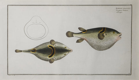 Marcus Elieser Bloch (1723-1799), Plate CXLV Tetrodon Ocellatus