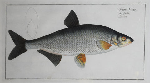 Marcus Elieser Bloch (1723-1799), Plate IV Cyprinus Vimba