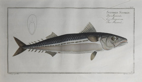 Marcus Elieser Bloch (1723-1799), Plate LIV The Mackrel