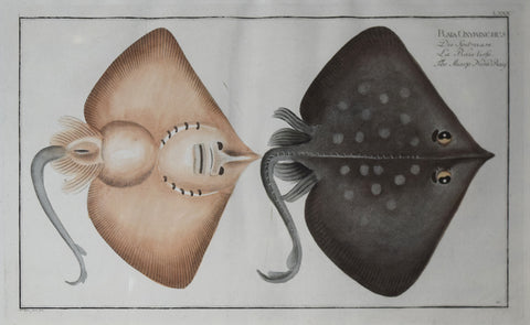 Marcus Elieser Bloch (1723-1799), Plate LXXX The Sharp Nosed Ray