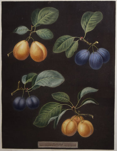 George Brookshaw (1751-1823), Plate XXIII