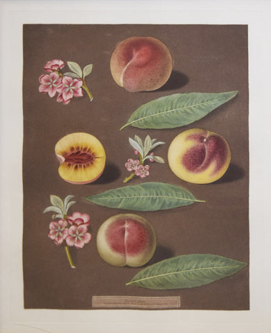 George Brookshaw (1751-1823), Pl XXXII Peaches