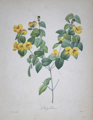 Pierre Joseph Redoute (1759-1840), Platylobium