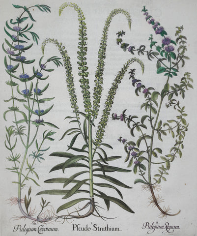 Basilius Besler (1561-1629), Pleudo Struthium