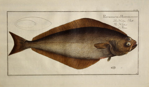 Marcus Elieser Bloch (1723-1799), Pleuronectes Hippoglossus (Halibut), Pl XLVII