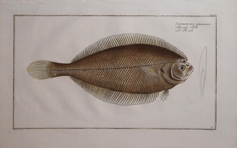 Marcus Elieser Bloch (1723-1799), Pleuronectes Limandoides (Sole), Pl CLXXXVI