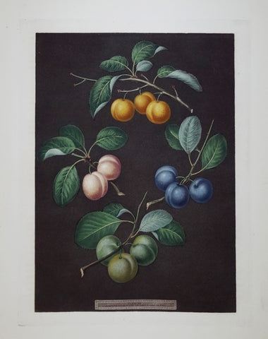 George Brookshaw (1751-1823), Plums, Pl XVI