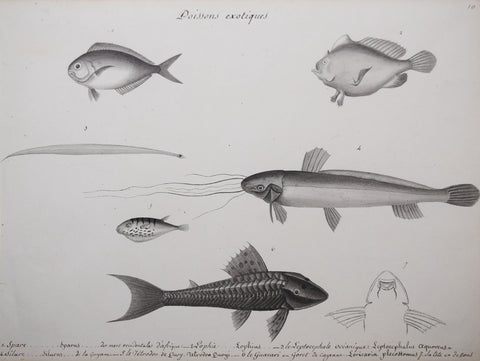 Christophe Paulin de la Poix de Freminville (1747-1848), Poissons exotiques