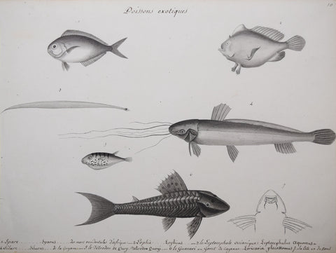 ﻿Christophe Paulin de la Poix de Freminville (1747-1848), Poissons exotiques