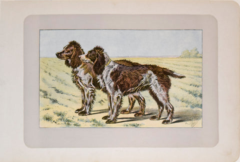 P. Mahler & J.B. Samat, Pont-Audemer Spaniel