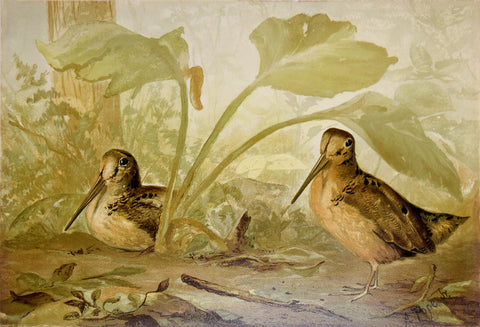 Alexander Pope, Jr. (1849-1924), The Woodcock
