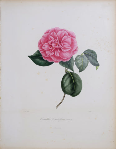 Laurent Berlese (1784-1863), Print Camellia Conchiflora Nova