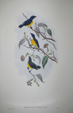 John Gould (1804-1881), Prionochilus Vincens Pl. 117